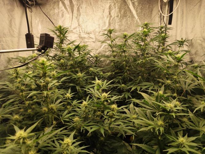 SuperBoof & Apolo Haze. Week 2 - day 55