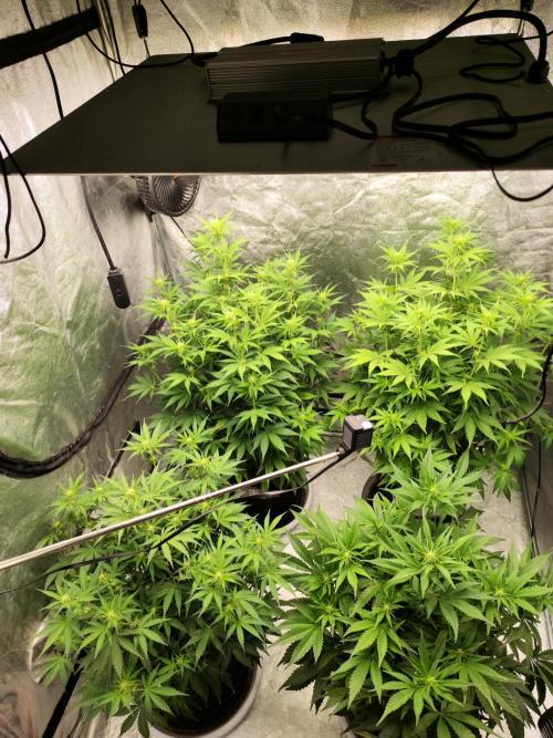 SuperBoof & Apolo Haze. Week 2 - day 49