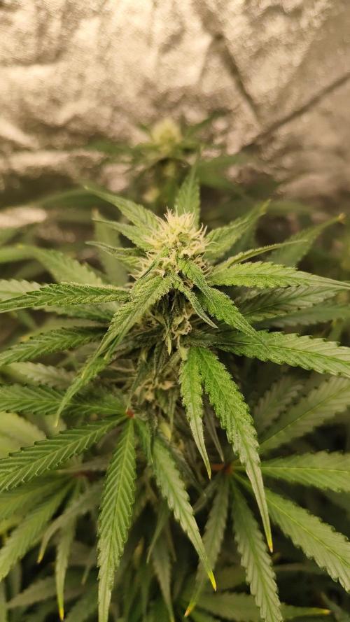 SuperBoof & Apolo Haze. Week 3 - Super boof