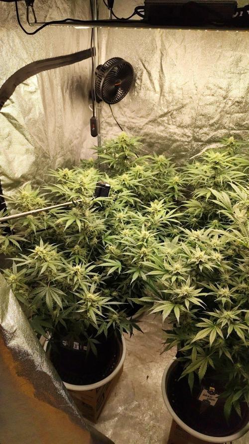 SuperBoof & Apolo Haze. Week 3