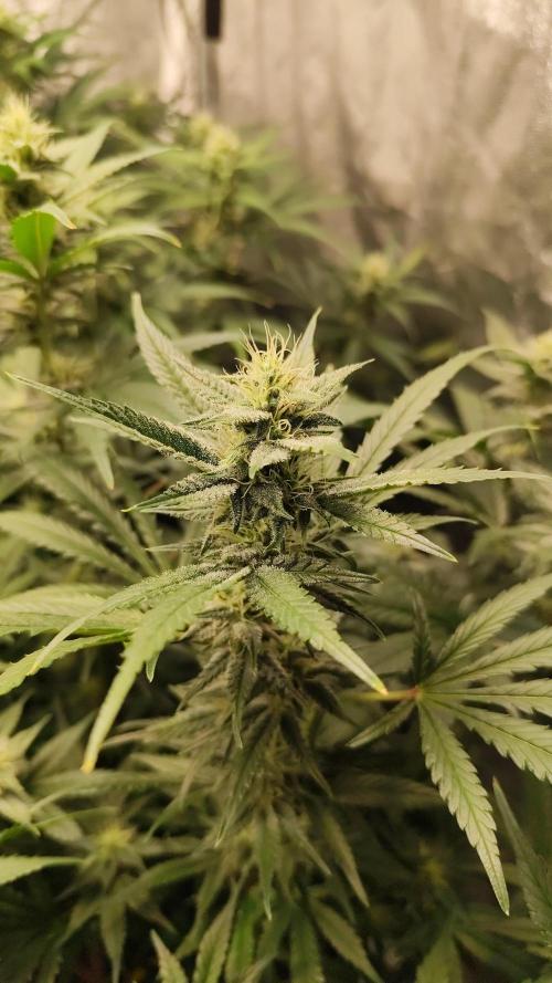 SuperBoof & Apolo Haze. Week 3 - apolo haze