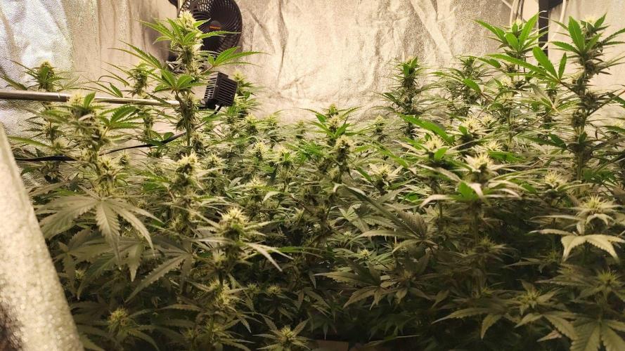 SuperBoof & Apolo Haze. Week 3