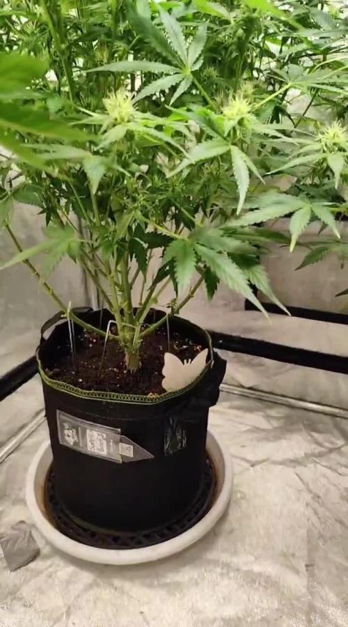 SuperBoof & Apolo Haze