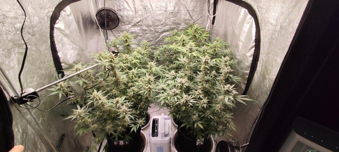 SuperBoof & Apolo Haze. Week 4