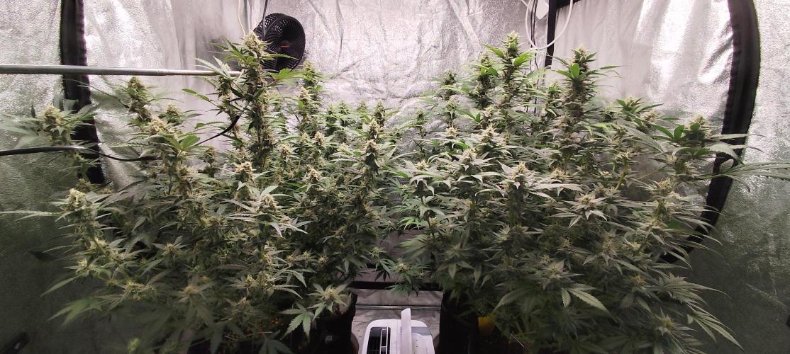 SuperBoof & Apolo Haze. Week 4