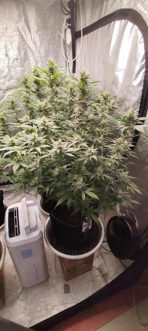 SuperBoof & Apolo Haze. Week 4 - Apolo Haze