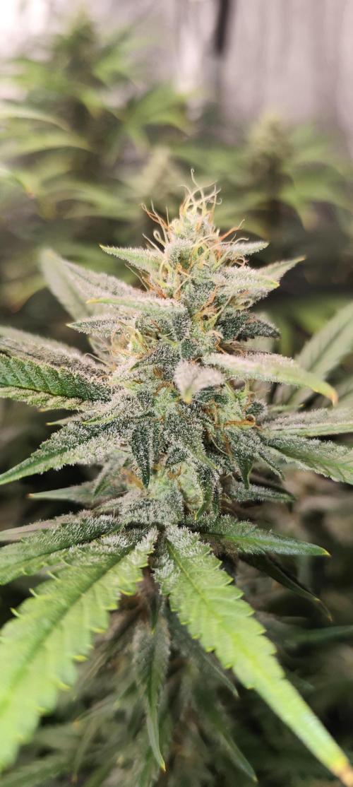 SuperBoof & Apolo Haze. Week 4 - Apolo Haze