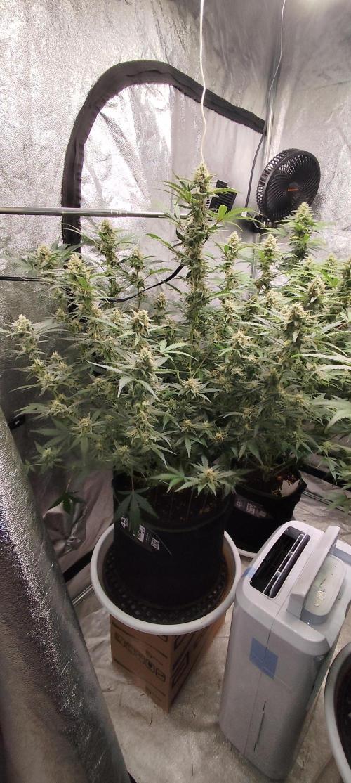 SuperBoof & Apolo Haze. Week 4 - Super Boof