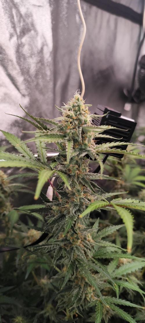 SuperBoof & Apolo Haze. Week 4 - Super Boof