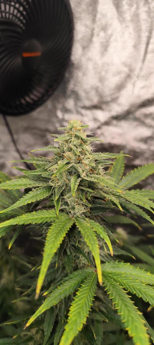 SuperBoof & Apolo Haze. Week 4 - Super Boof