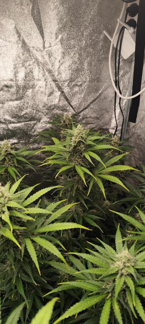 SuperBoof & Apolo Haze. Week 4 - Super Boof