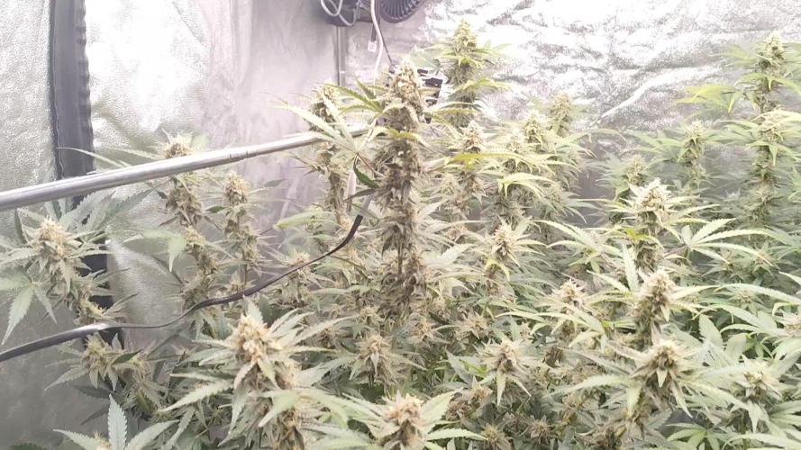 SuperBoof & Apolo Haze