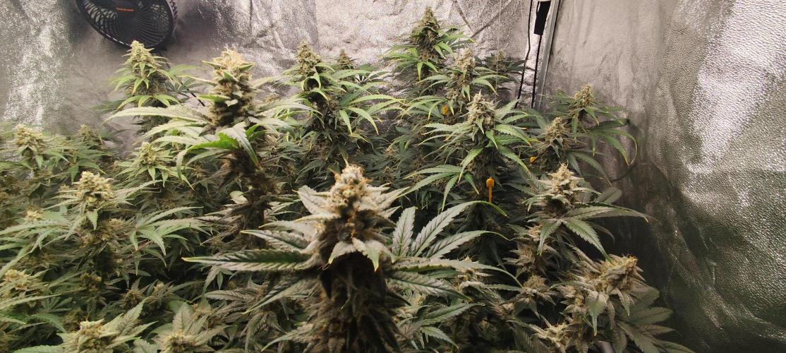 SuperBoof & Apolo Haze. Week 5