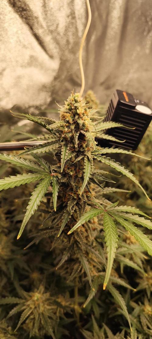 SuperBoof & Apolo Haze. Week 5