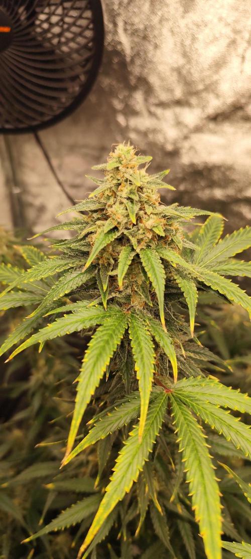 SuperBoof & Apolo Haze. Week 5