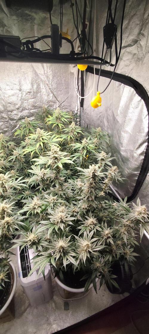 SuperBoof & Apolo Haze. Week 5