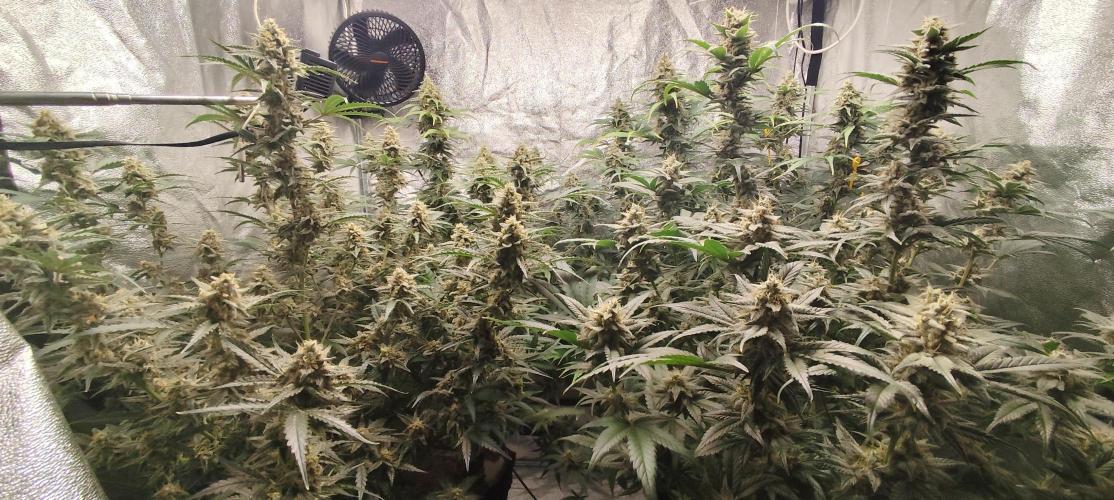 SuperBoof & Apolo Haze. Week 5