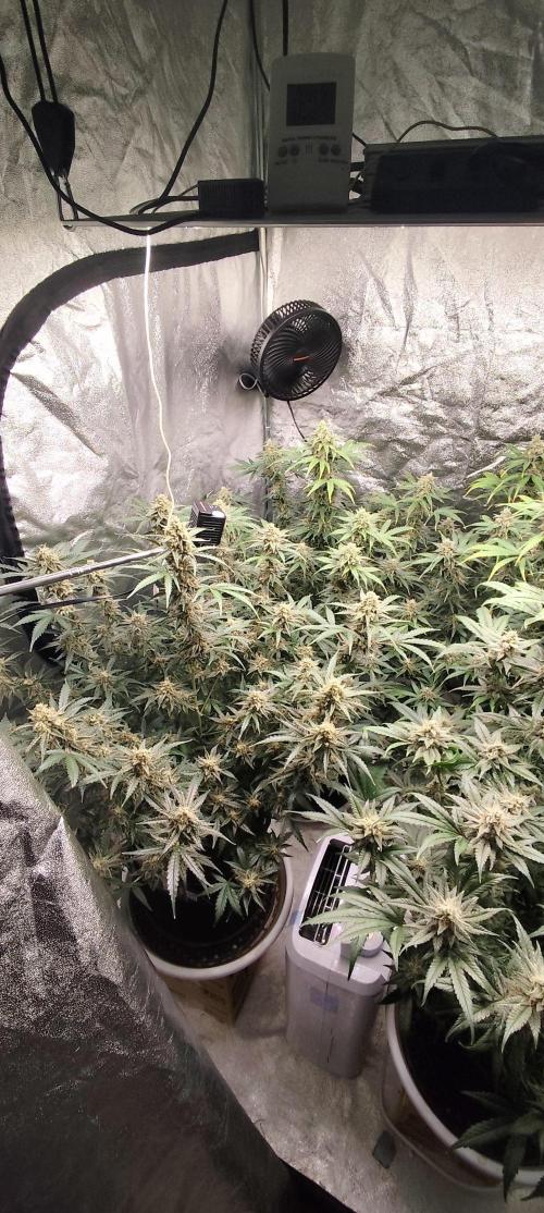 SuperBoof & Apolo Haze. Week 5