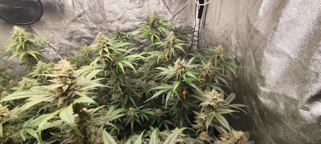 SuperBoof & Apolo Haze. Week 5