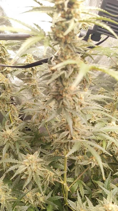 SuperBoof & Apolo Haze