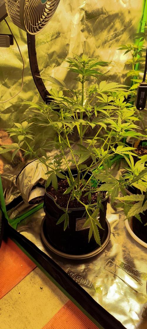 NL , LCC & PC. Week 1 - NL