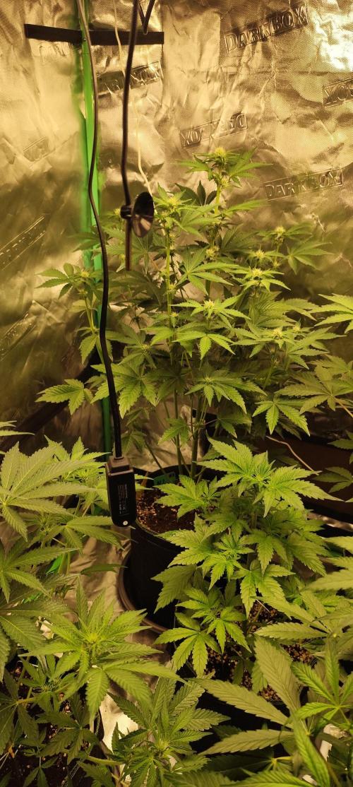 NL , LCC & PC. Week 1 - NL