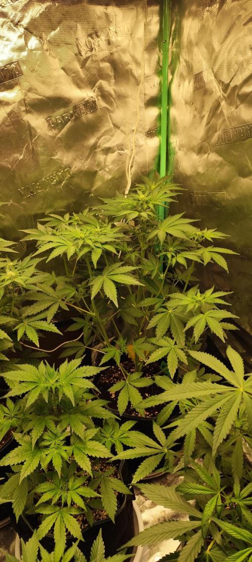 NL , LCC & PC. Week 1 - NL