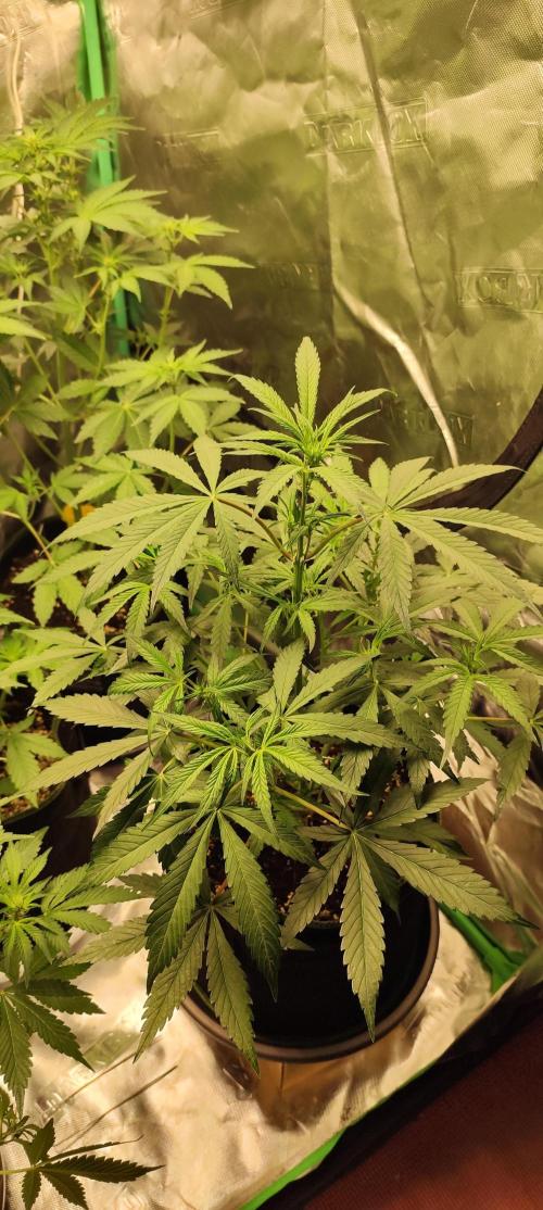 NL , LCC & PC. Week 1 - PC