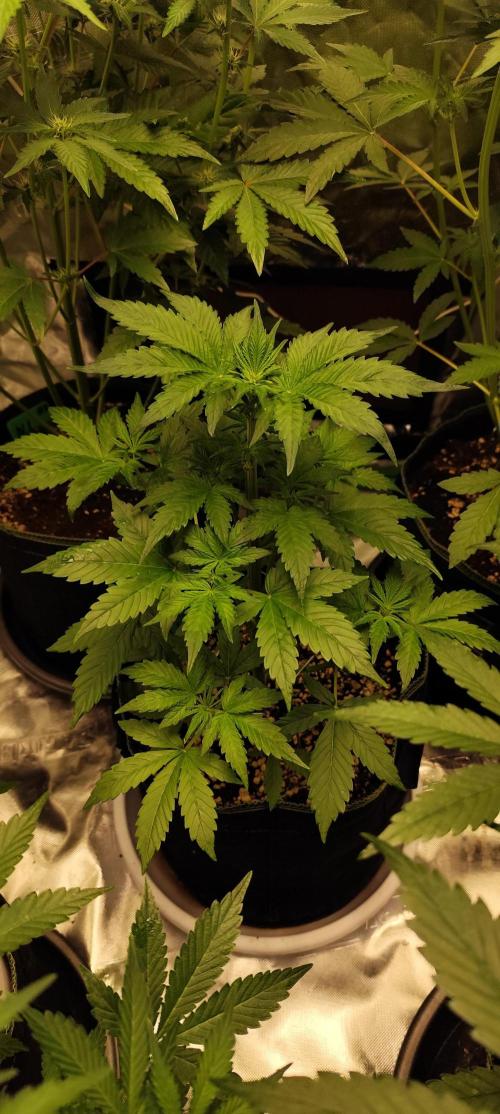 NL , LCC & PC. Week 1 - LCC