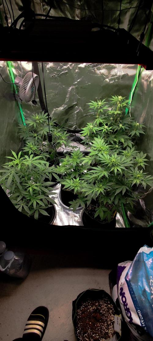 NL , LCC & PC. Week 1