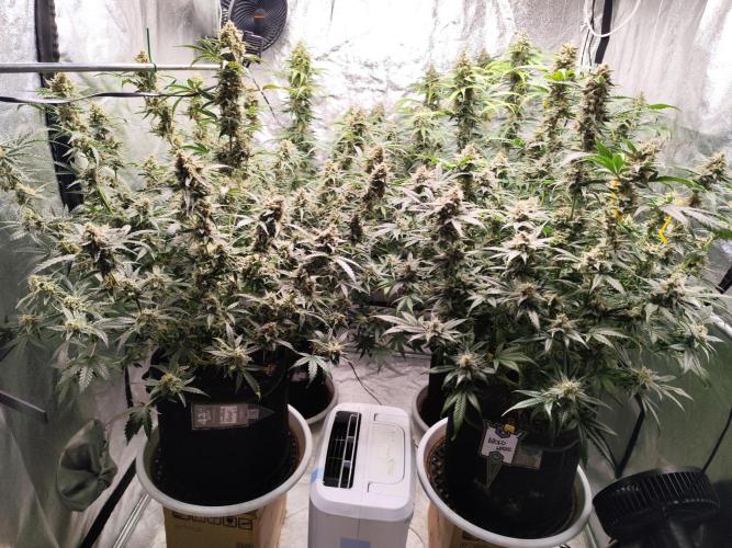 SuperBoof & Apolo Haze. Week 6