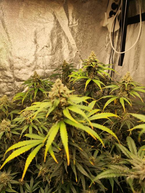 SuperBoof & Apolo Haze. Week 6