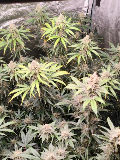 SuperBoof & Apolo Haze. Week 6