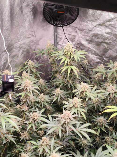 SuperBoof & Apolo Haze. Week 6