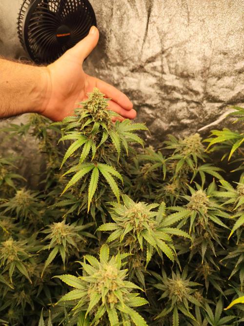 SuperBoof & Apolo Haze. Week 6