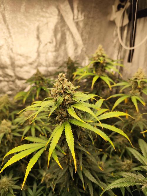 SuperBoof & Apolo Haze. Week 6