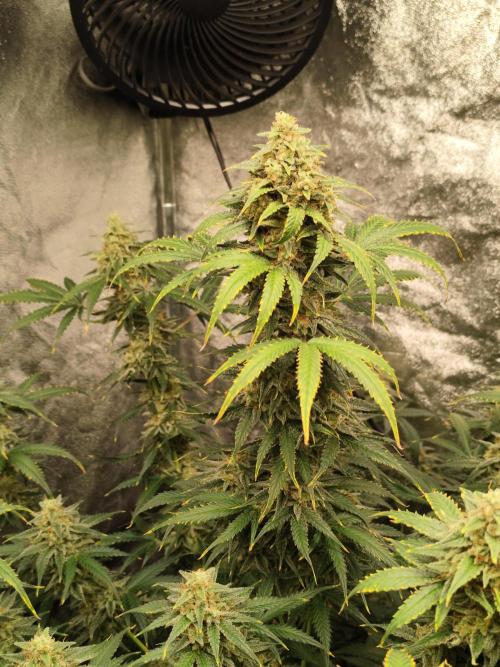 SuperBoof & Apolo Haze. Week 6