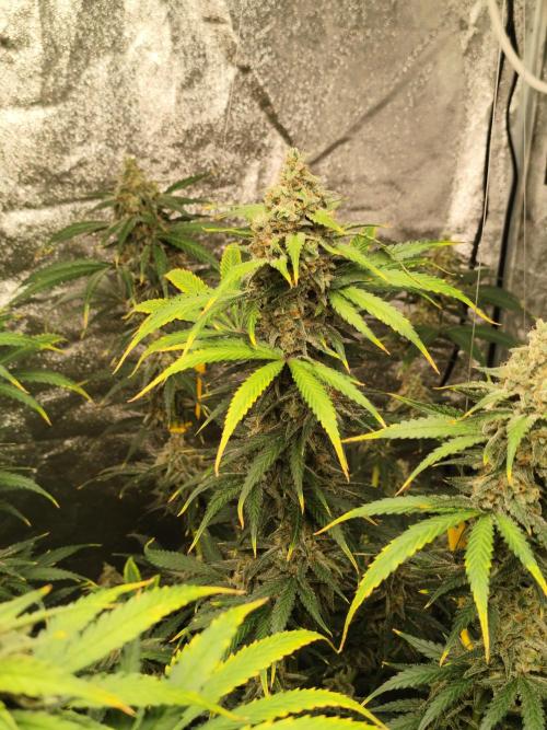 SuperBoof & Apolo Haze. Week 6