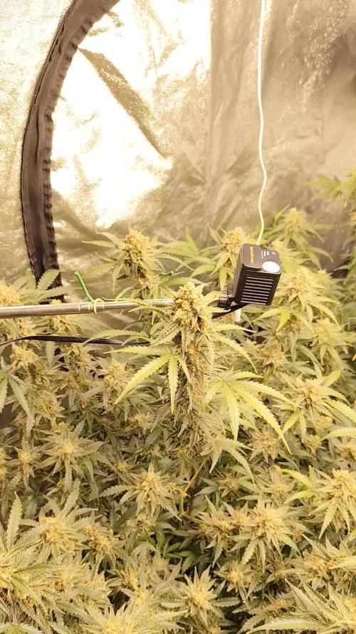 SuperBoof & Apolo Haze