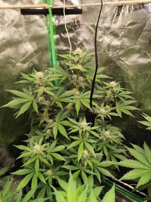 NL , LCC & PC. Week 2