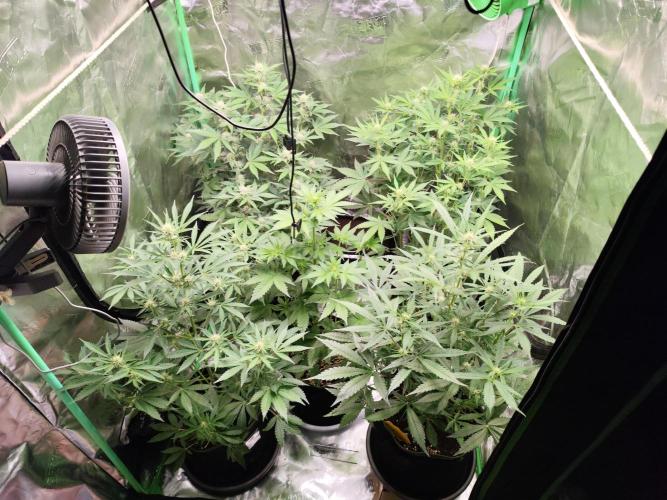 NL , LCC & PC. Week 2