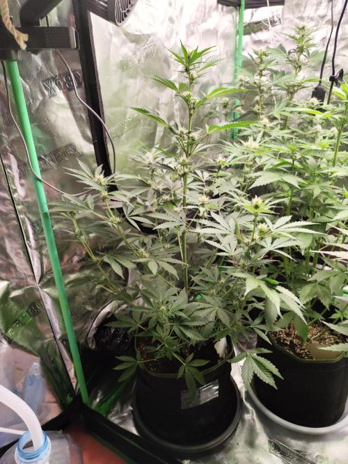 NL , LCC & PC. Week 2