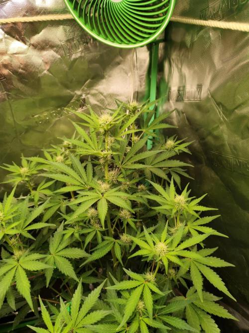 NL , LCC & PC. Week 2