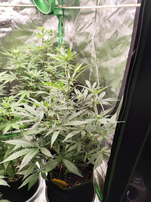 NL , LCC & PC. Week 2