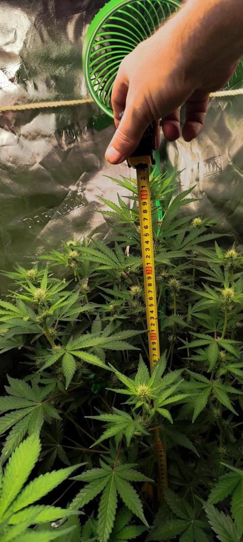 NL , LCC & PC. Week 2 - NL