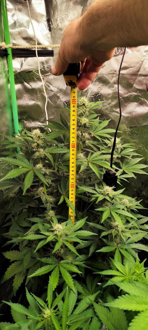 NL , LCC & PC. Week 2 - NL