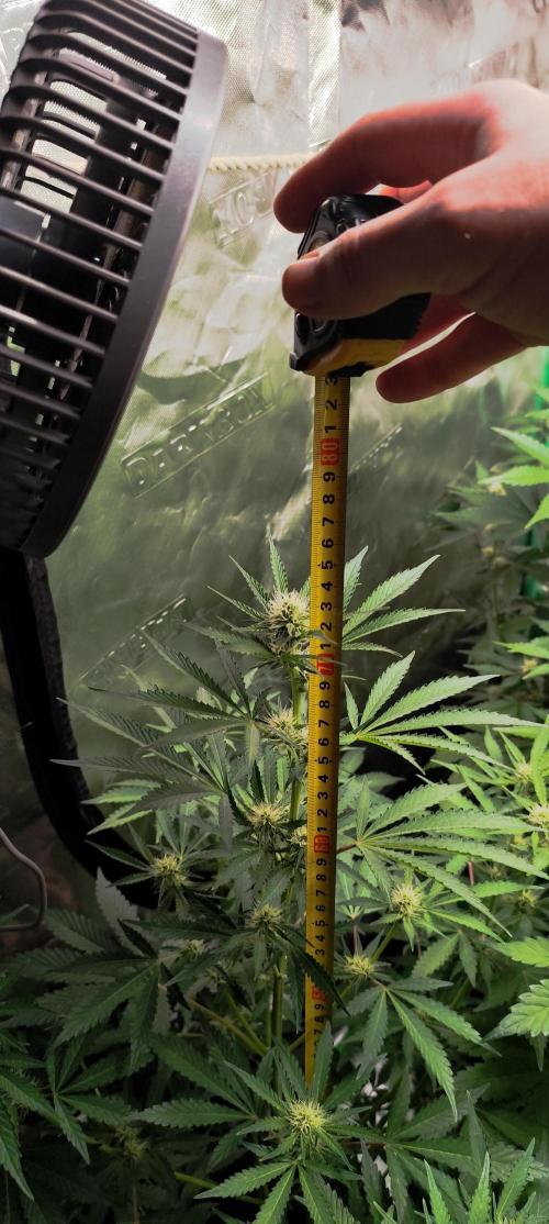 NL , LCC & PC. Week 2 - NL