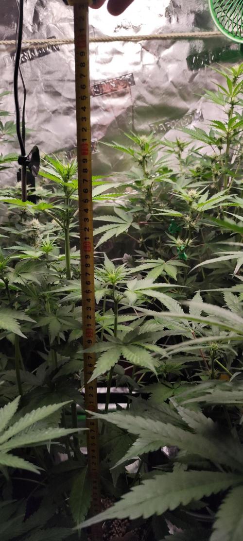 NL , LCC & PC. Week 2 - LCC