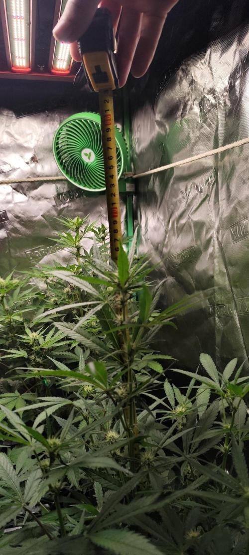 NL , LCC & PC. Week 2 - PC