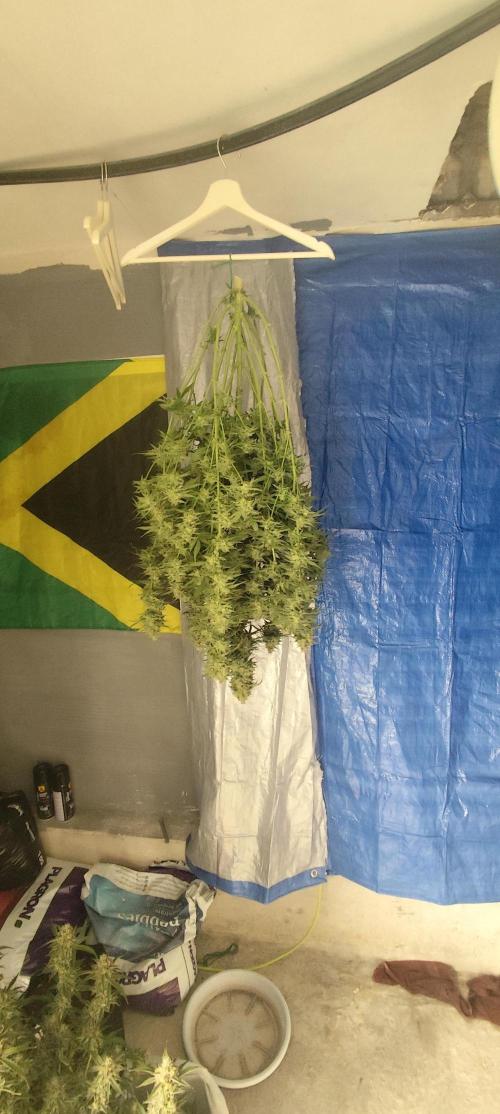 SuperBoof & Apolo Haze. Week 7